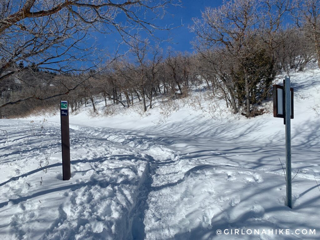 Hiking the Moose Hollow Trail