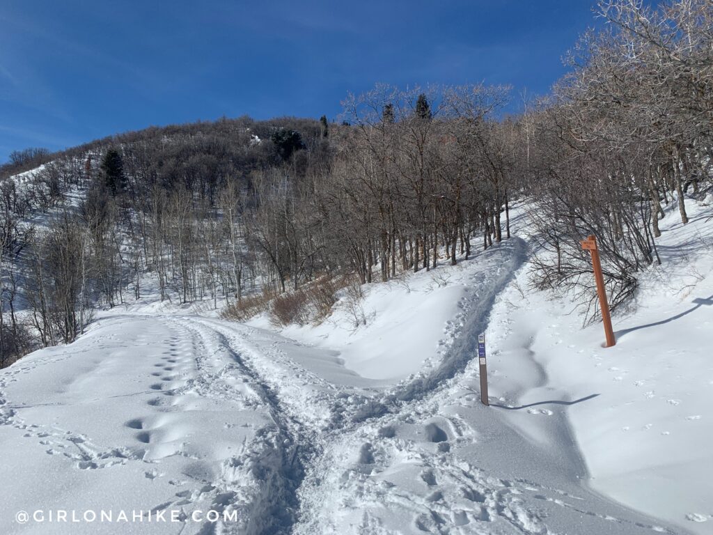 Hiking the Moose Hollow Trail