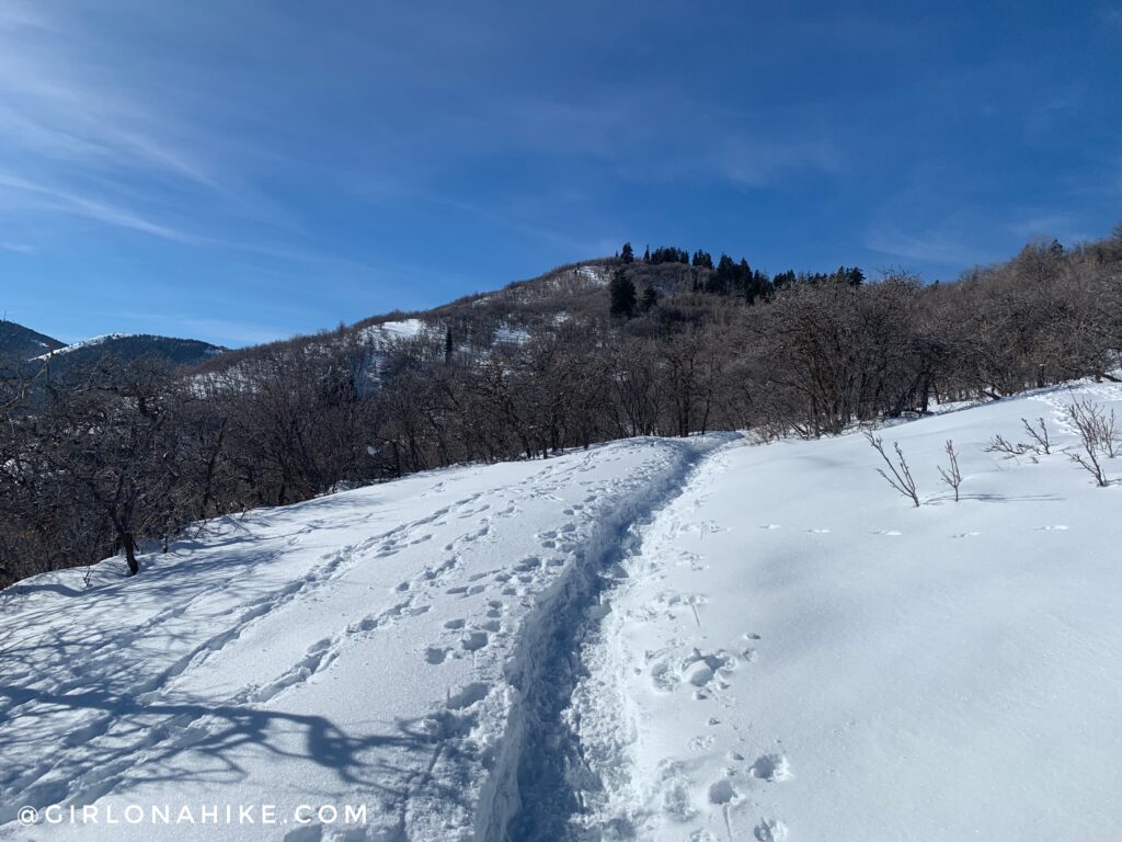 Hiking the Moose Hollow Trail