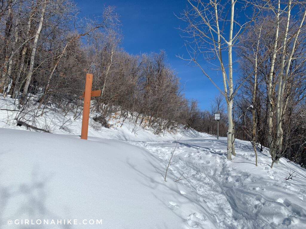 Hiking the Moose Hollow Trail