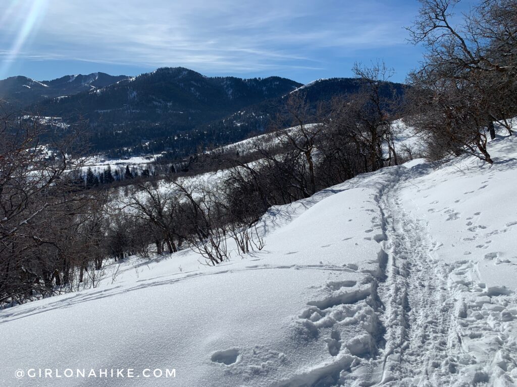 After what feels like you may have missed a trail split, you'll arrive at a "T". If you go left you will create the loop.