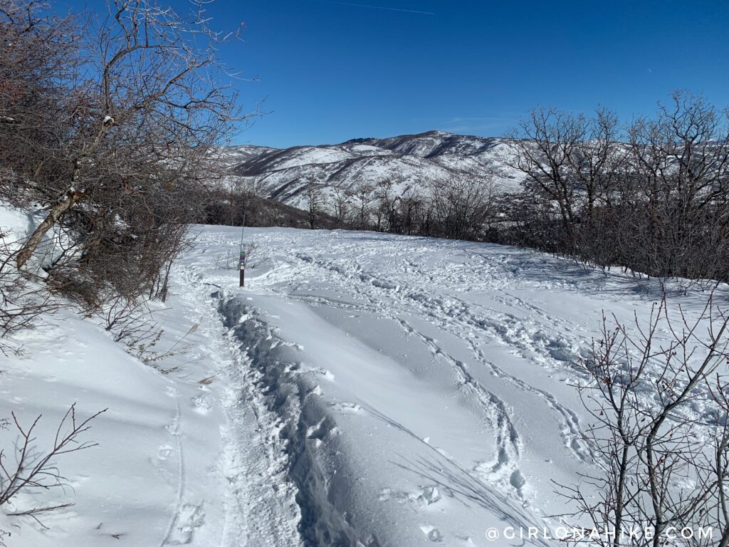 moose hollow trail