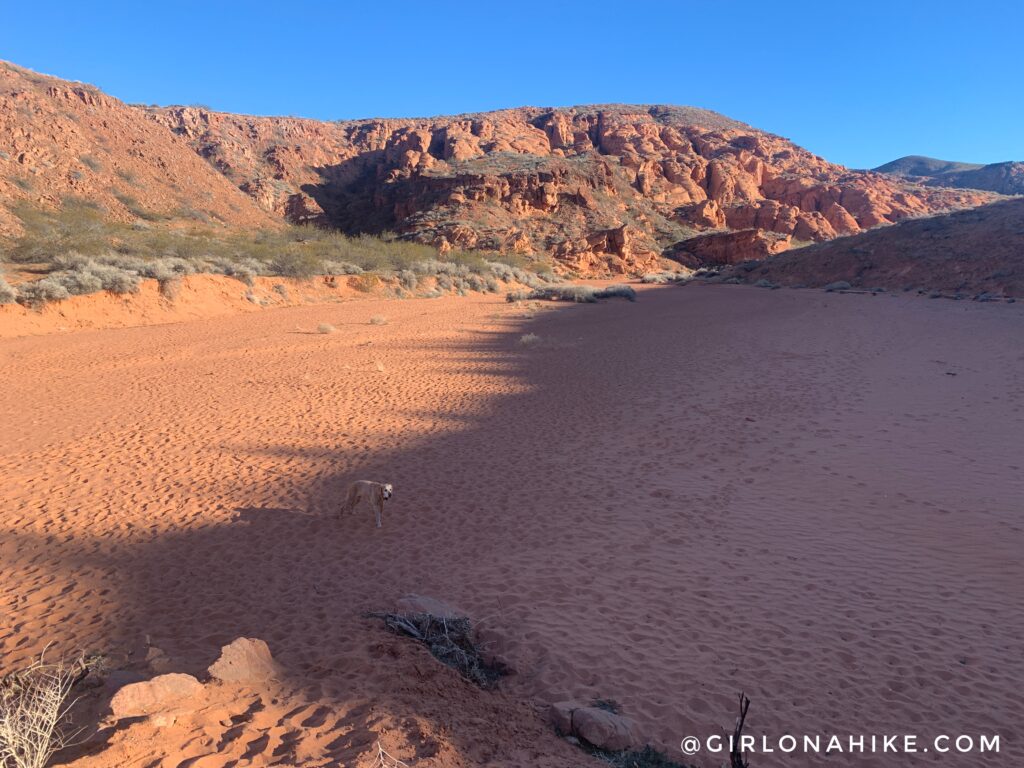 Hiking to Elephant Arch, St.George, Utah