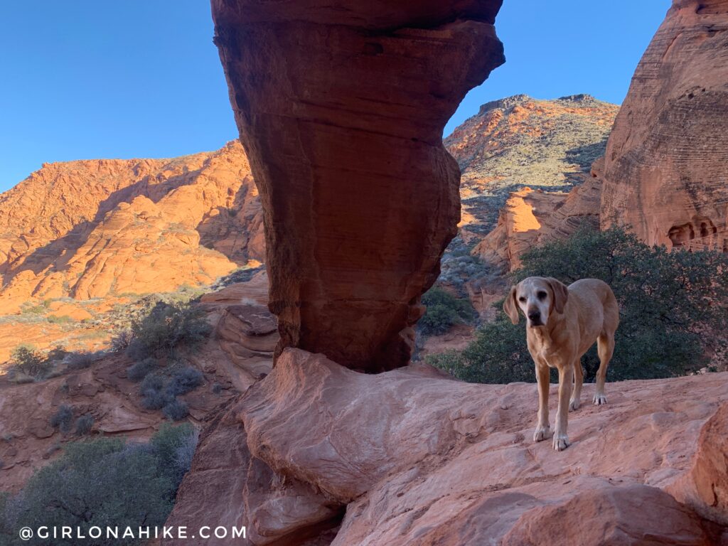 Hiking to Elephant Arch, St.George, Utah