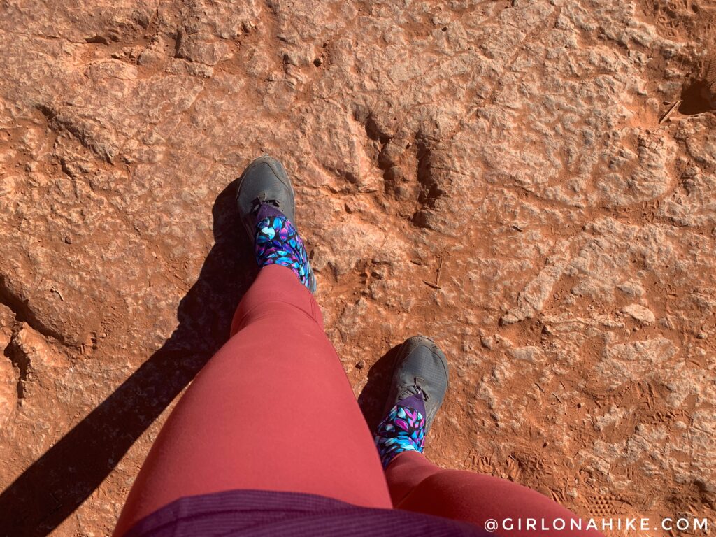 dinosaur tracks St.George, Utah