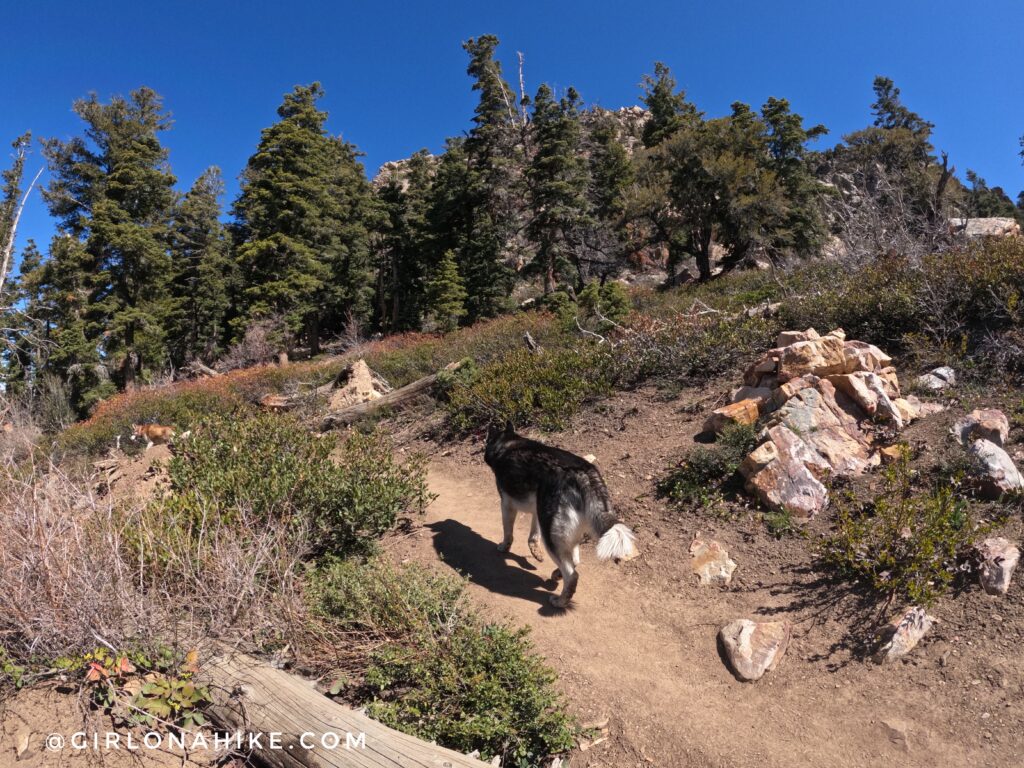 hike mt.olympus utah