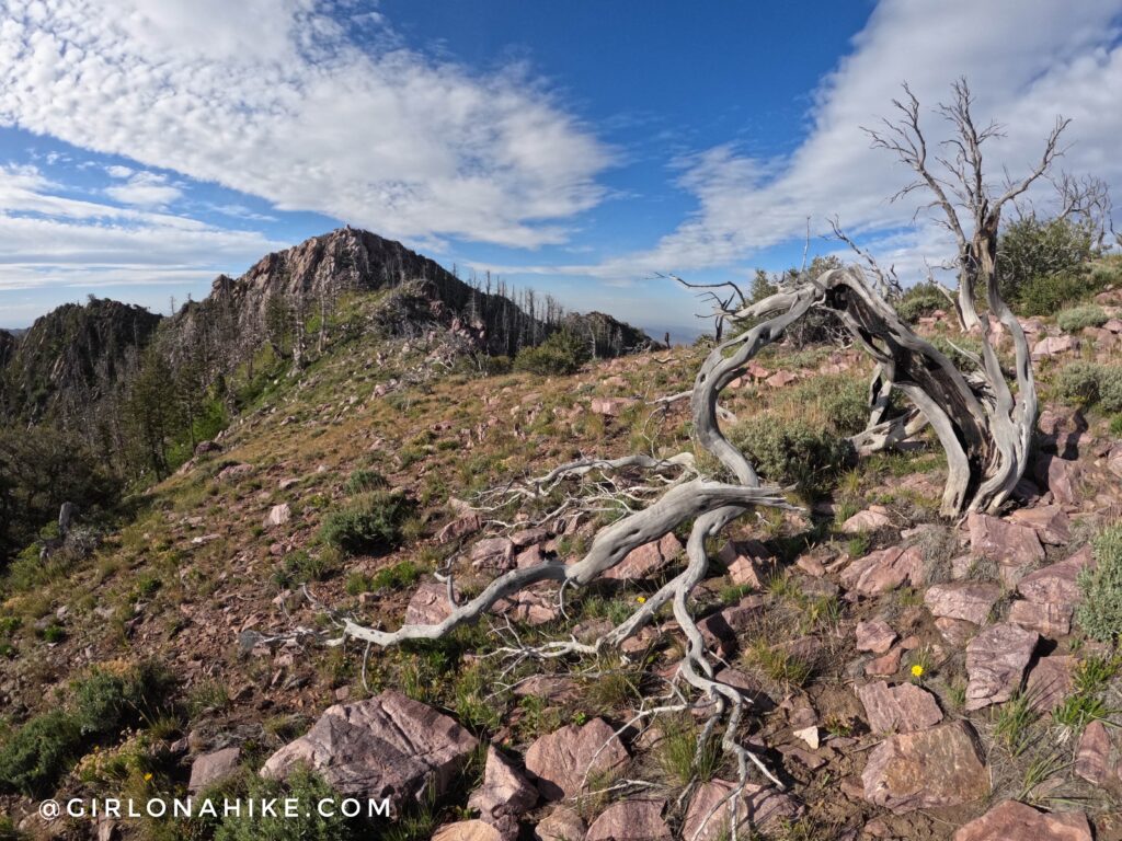 Hiking to Black Crook Peak, Sheeprock Mountains