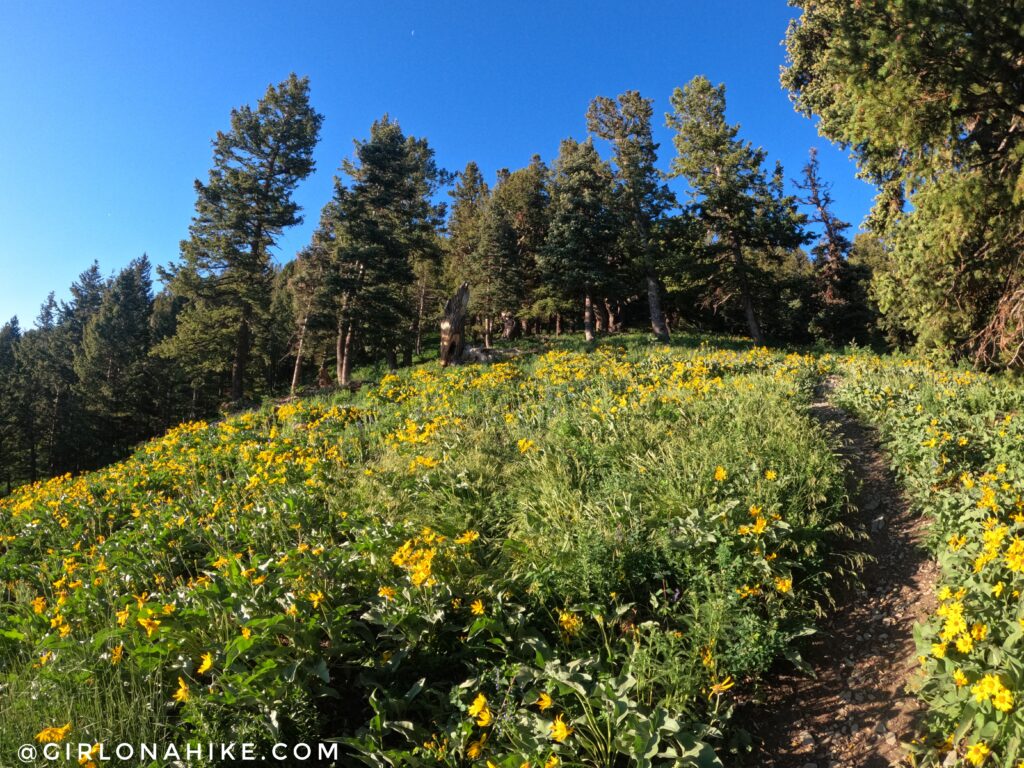 Hiking to Summit Park Peak