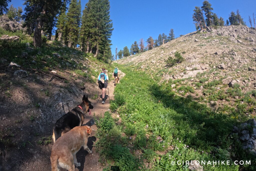 Hiking to Naomi Peak, Logan Canyon