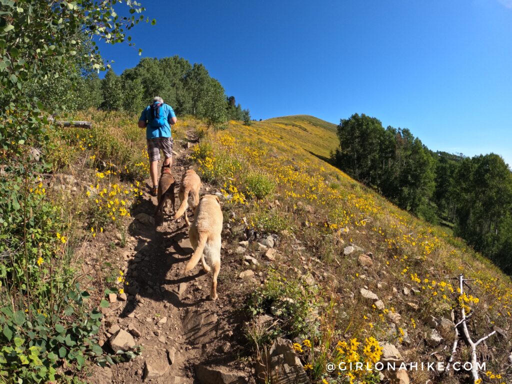 Hiking to Ant Knolls, Wasatch Mountains