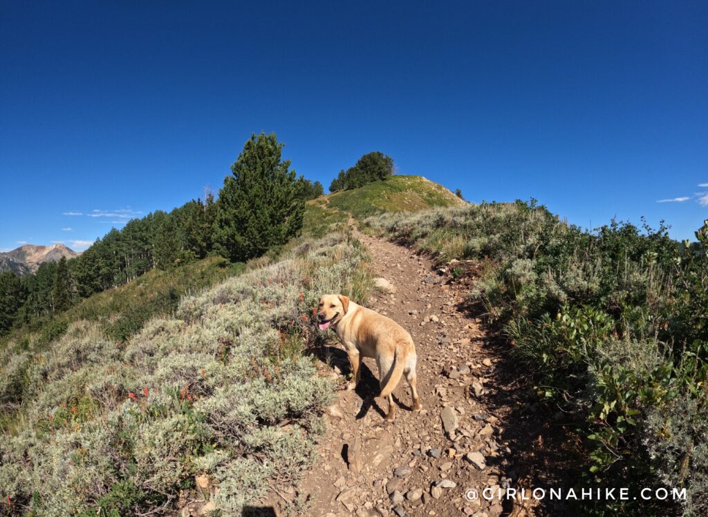 Hiking to Ant Knolls, Wasatch Mountains