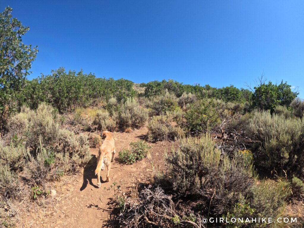 Hiking PC Hill in Park City