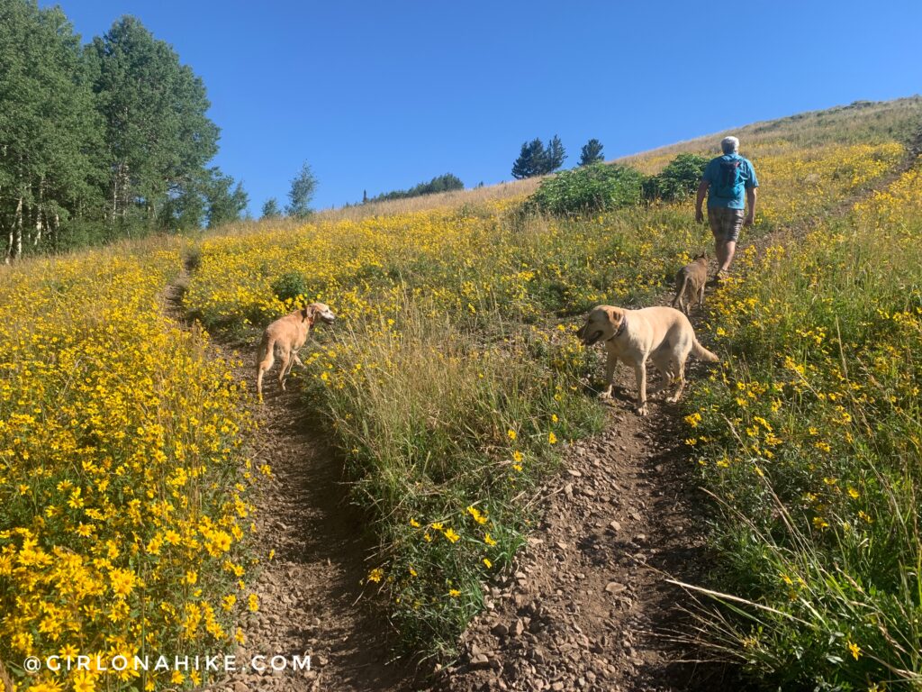 Hiking to Ant Knolls, Wasatch Mountains