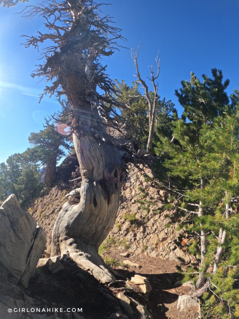 Hiking to Gobblers Knob and Mt. Raymond