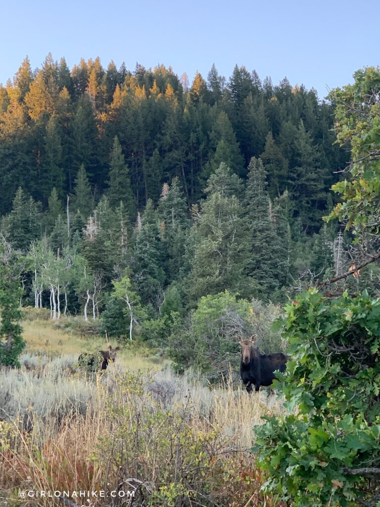 Hiking Toll Canyon, Summit Park