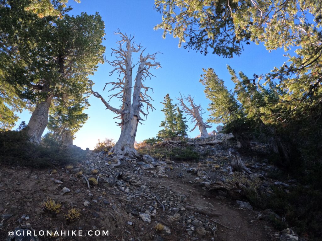 Hiking Kessler Peak, Big Cottonwood Canyon