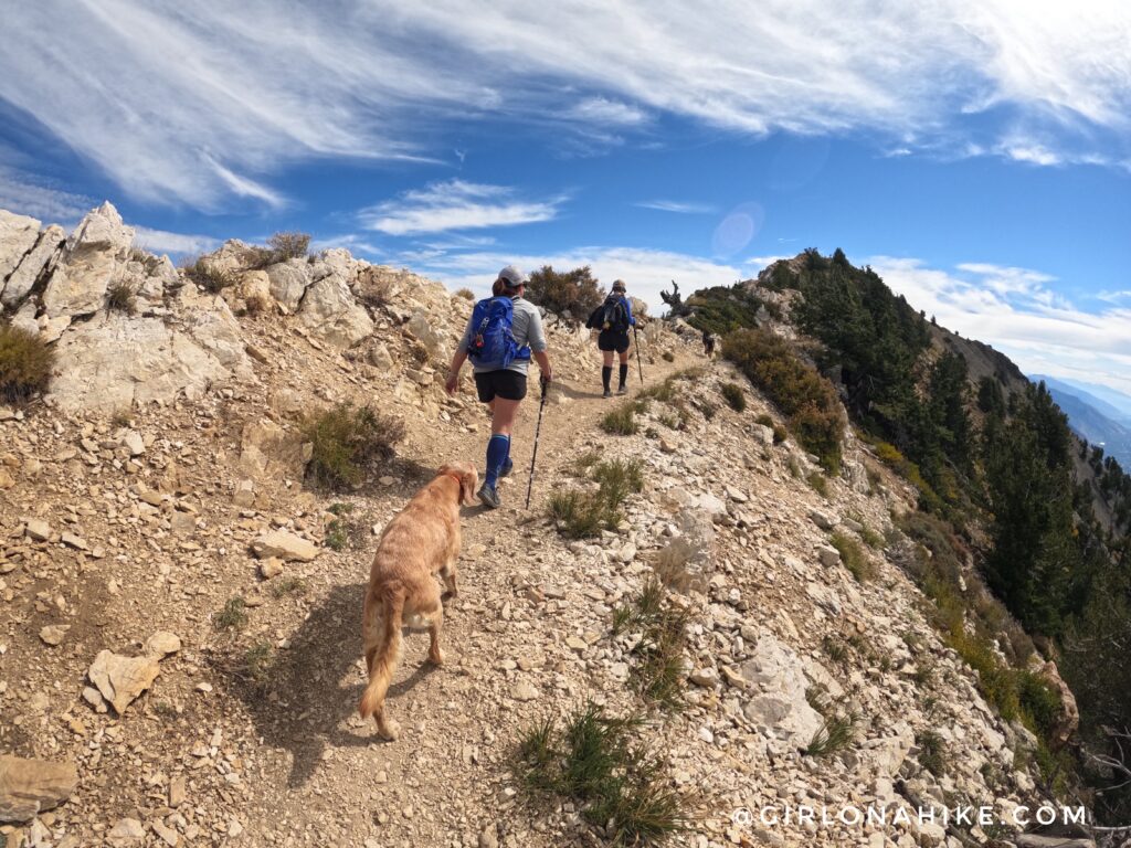 Hiking to Willard Peak & Ben Lomond Peak via Willard Basin