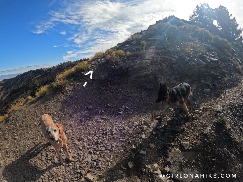 Hiking to Willard Peak & Ben Lomond Peak via Willard Basin