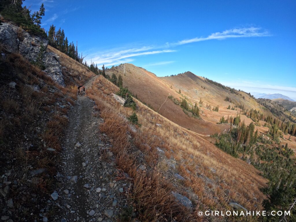 Hiking to Willard Peak & Ben Lomond Peak via Willard Basin