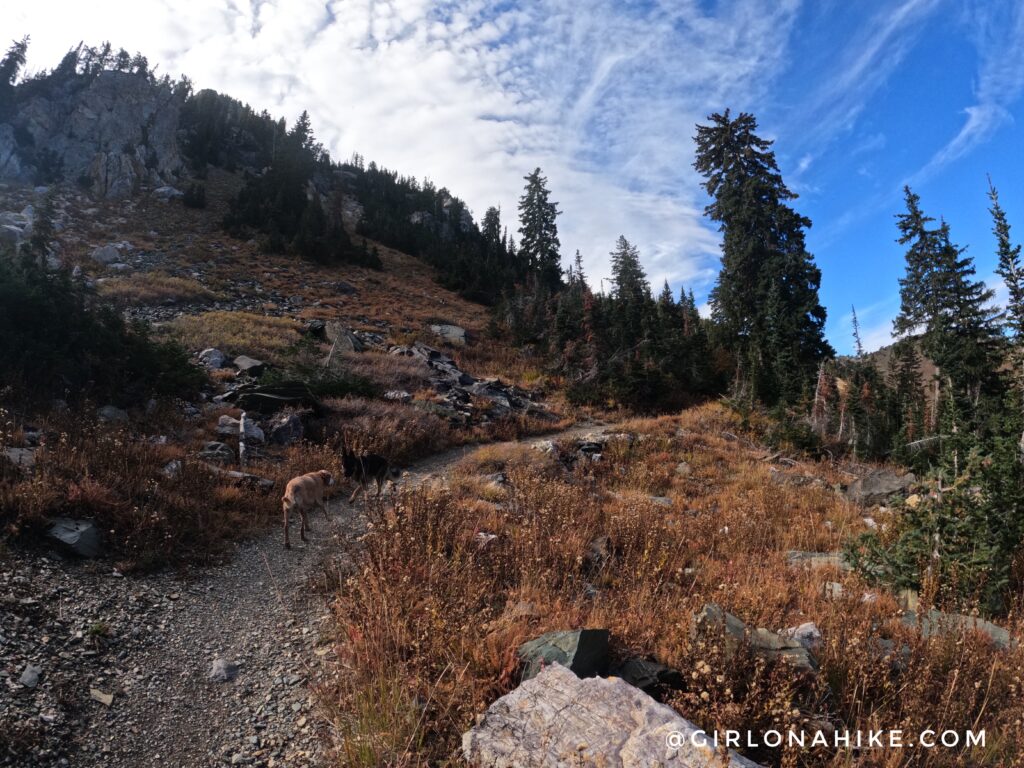 Hiking to Willard Peak & Ben Lomond Peak via Willard Basin