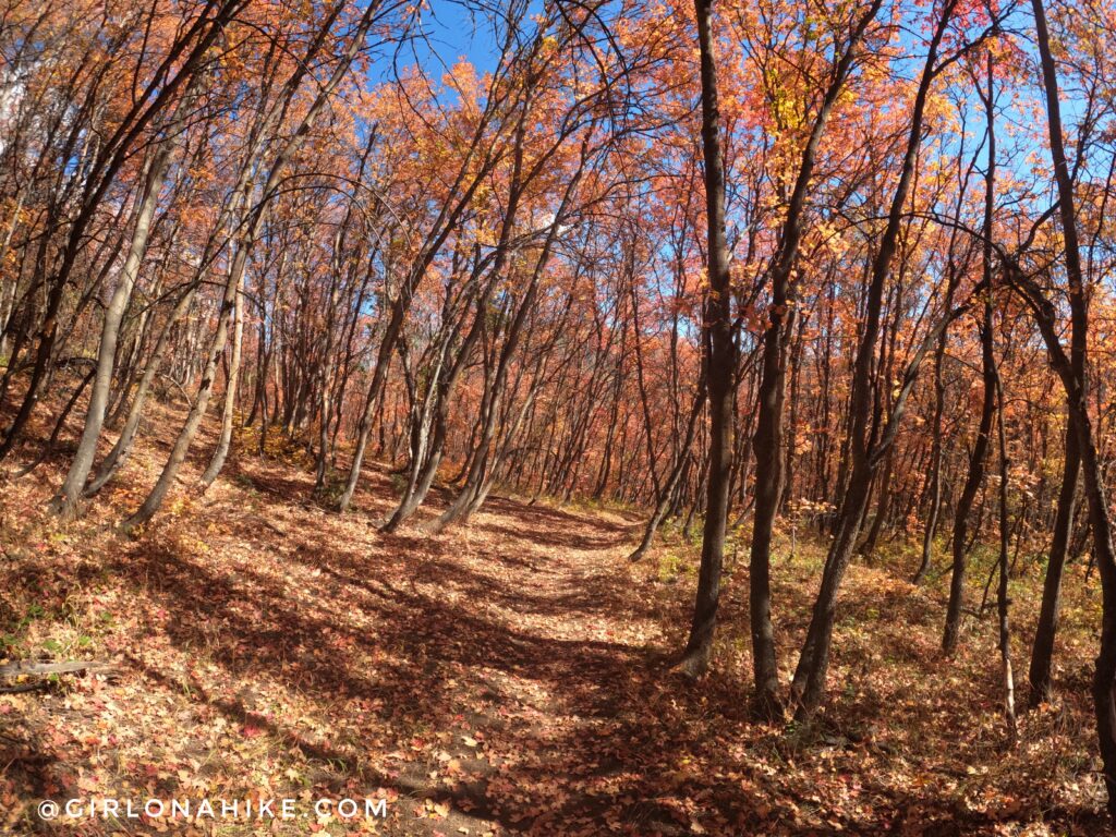 Hiking to Box Elder Peak, American Fork Canyon