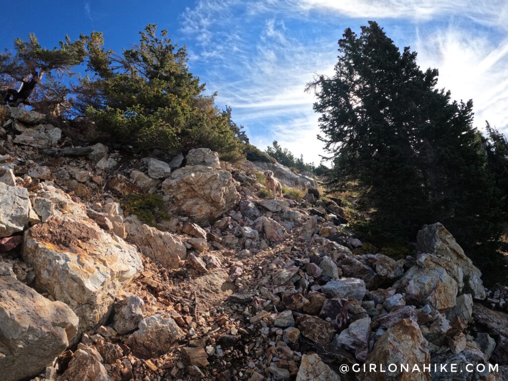 Hiking to Willard Peak & Ben Lomond Peak via Willard Basin