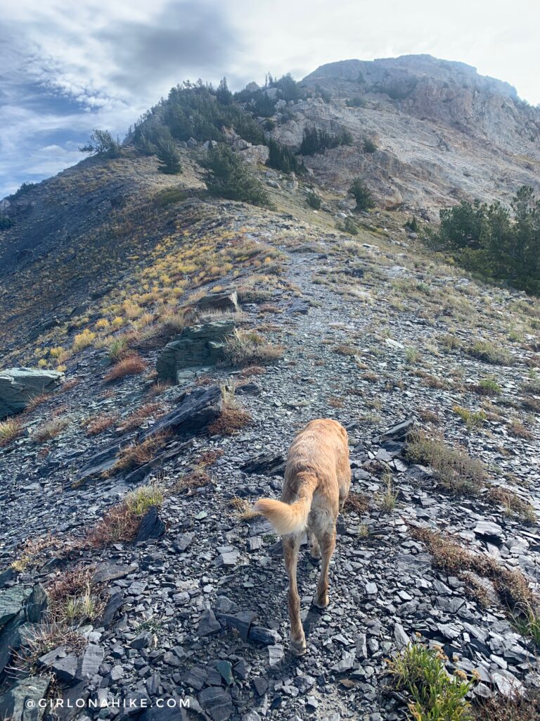 Hiking to Willard Peak & Ben Lomond Peak via Willard Basin