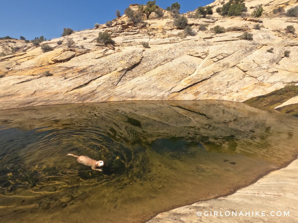 Hiking to Upper Calf Creek Falls