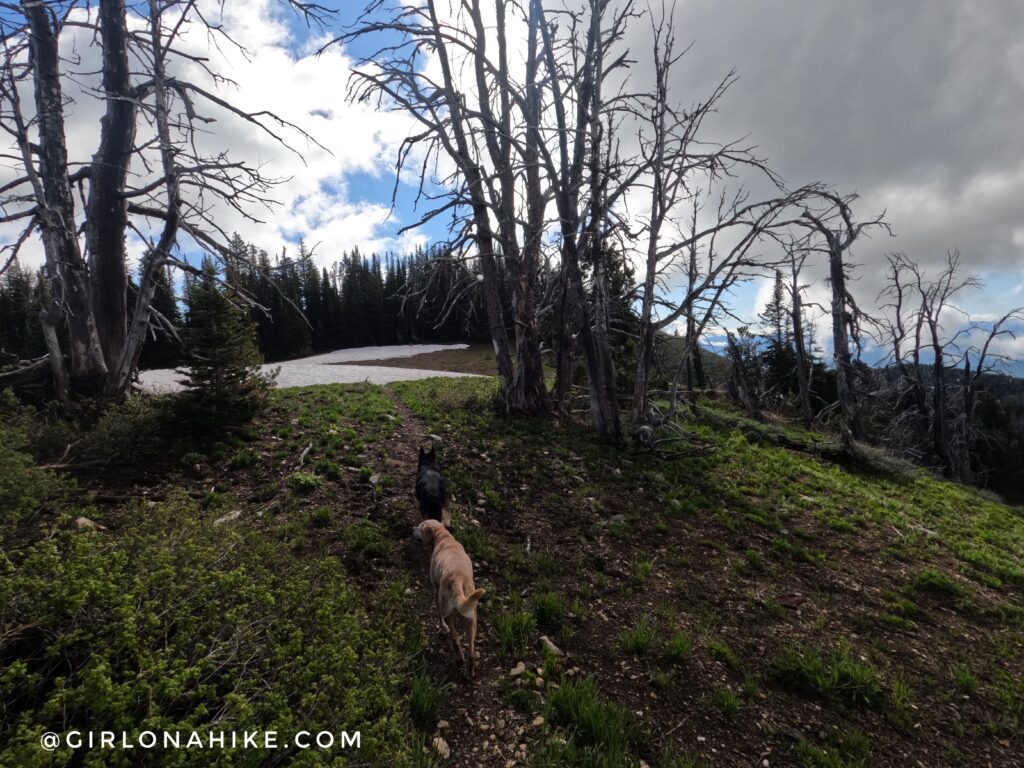 Hiking to Mt.Elly, Teton Pass