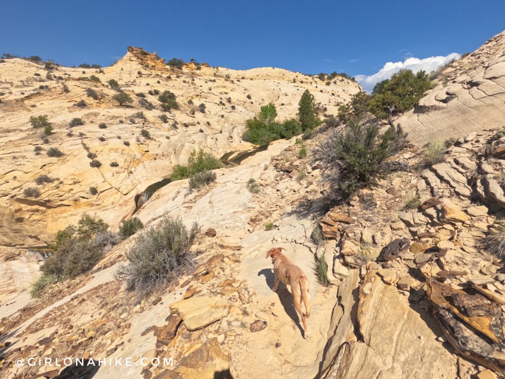 Hiking to Upper Calf Creek Falls