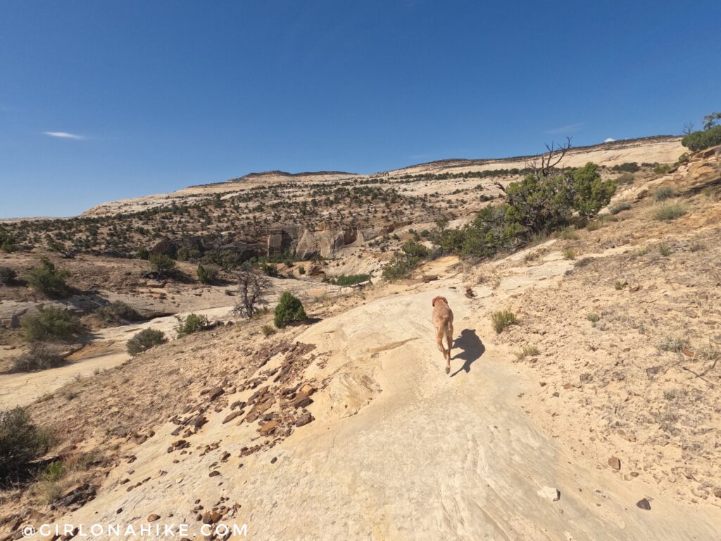 Hiking to Upper Calf Creek Falls