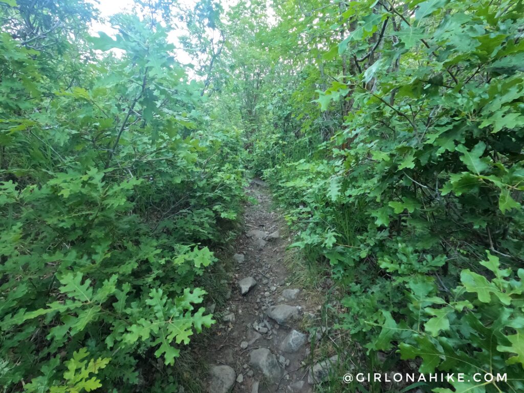 Hiking to Big Baldy, Wasatch Mountains