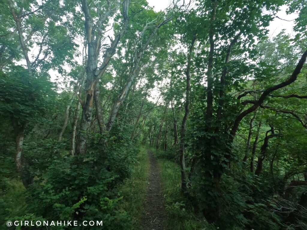 Hiking to Big Baldy, Wasatch Mountains