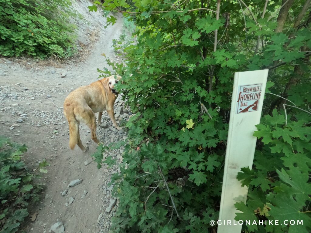 Hiking to Bridesmaids Falls, Provo Canyon