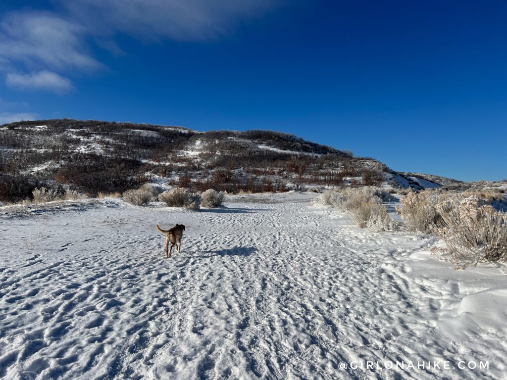 Hiking at the Deer Ridge Off Leash Area, Alien Tower