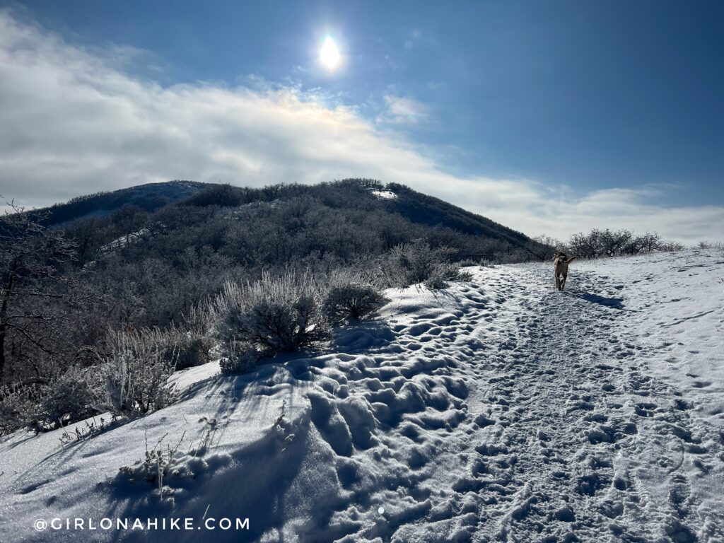 Hiking at the Deer Ridge Off Leash Area, Alien Tower