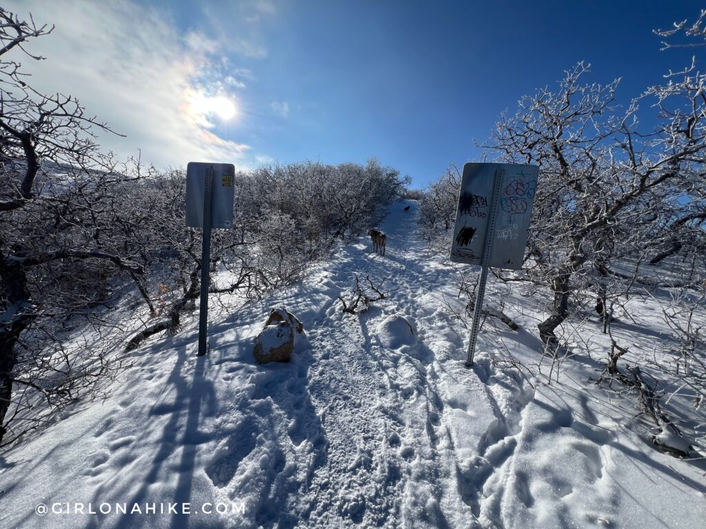 Hiking at the Deer Ridge Off Leash Area, Alien Tower