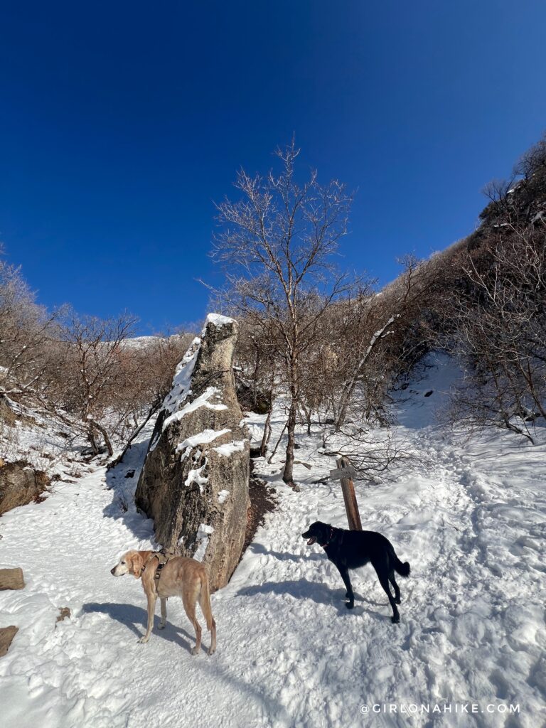 Hiking to Rattlesnake Gulch, Millcreek Canyon