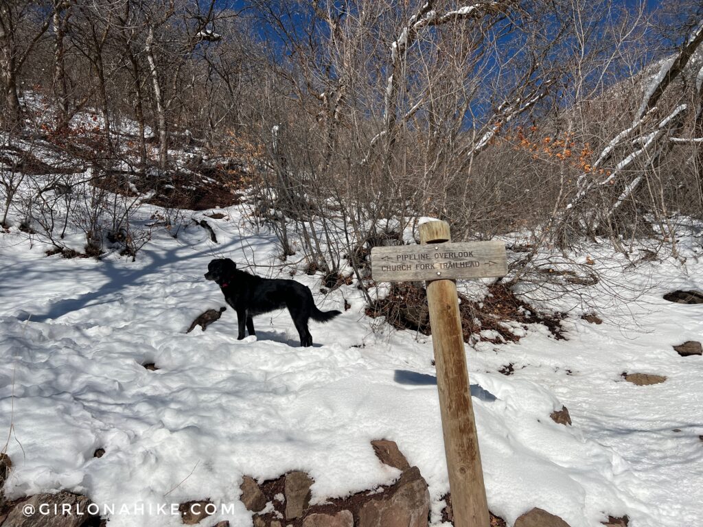 Hiking to Rattlesnake Gulch, Millcreek Canyon