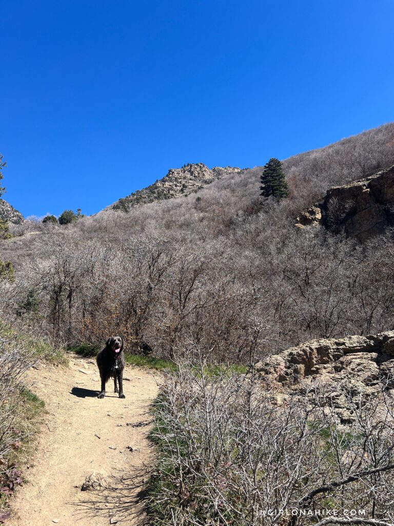 dog on a trail