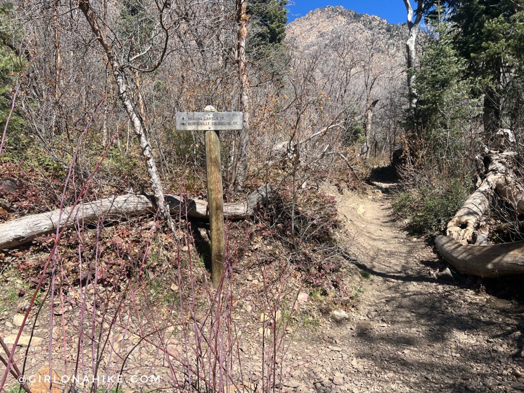 trail split for the Z trail