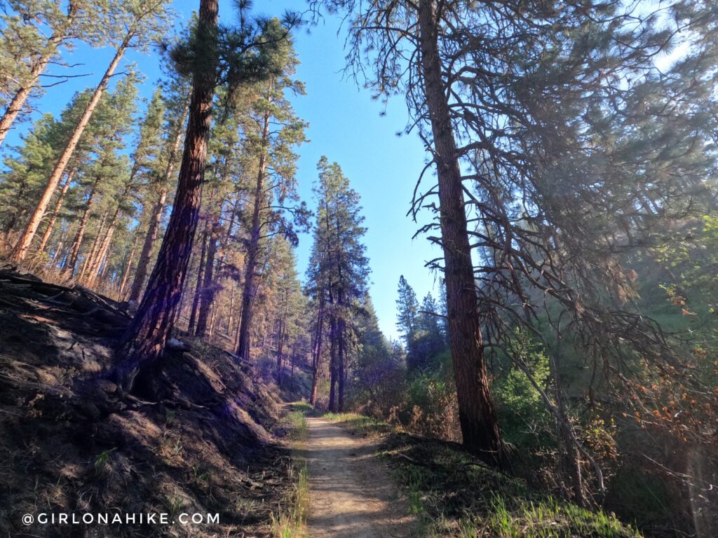 Steep hillside and burn area near Crouch Idaho