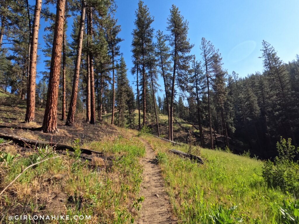 Green hills and forest landscape in Idaho