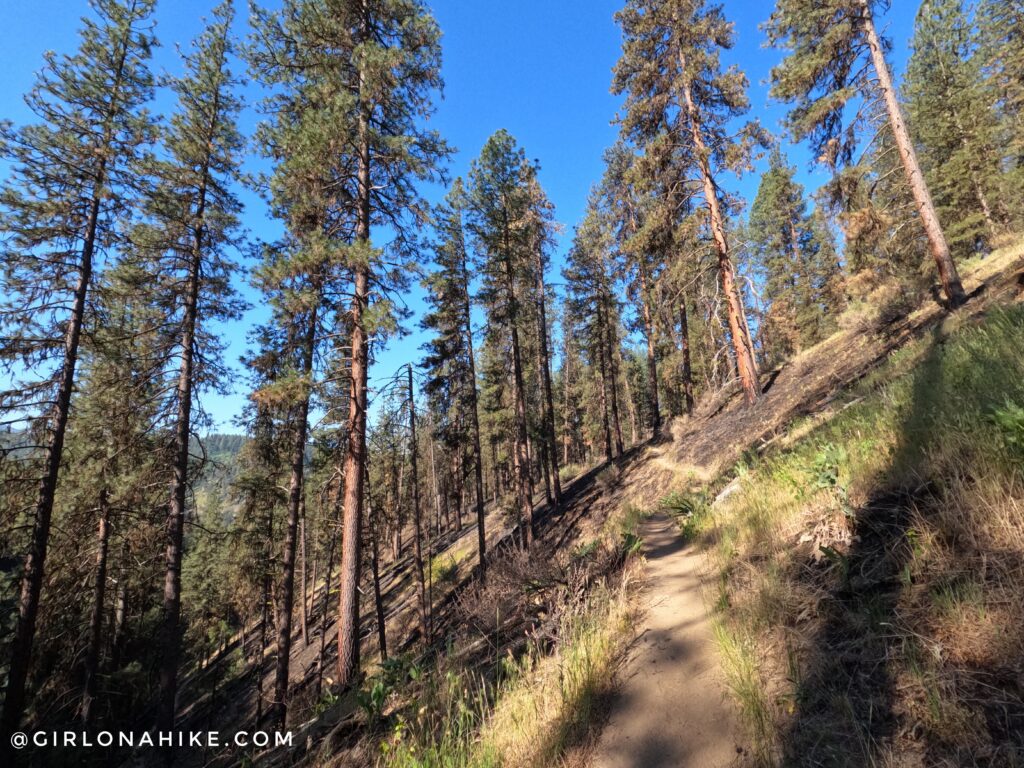 Trail switchbacks through forest near Garden Valley Idaho