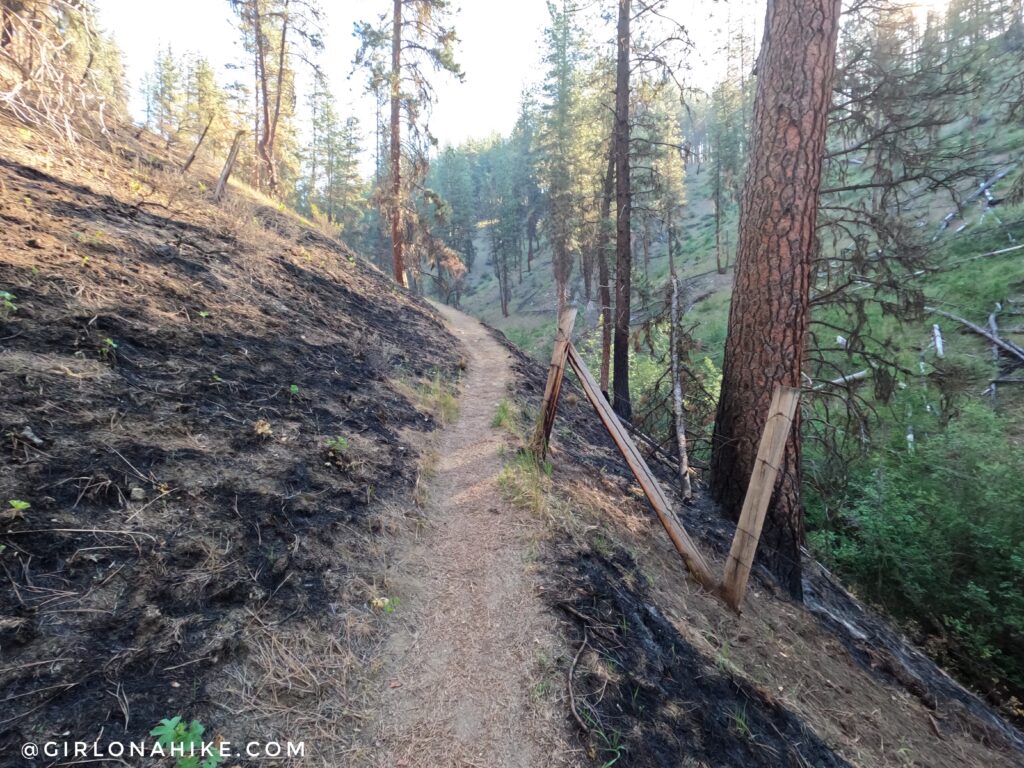 Old fence line along Station Creek Trail in Idaho