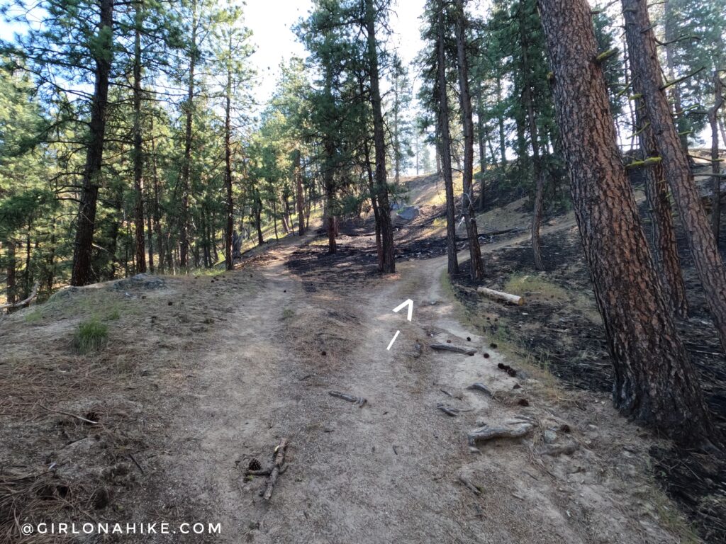 Trail junction on Station Creek Trail Idaho