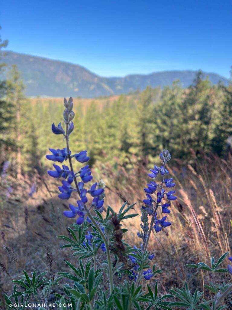 Lupine wildflowers along Station Creek Trail with views of Crouch Idaho