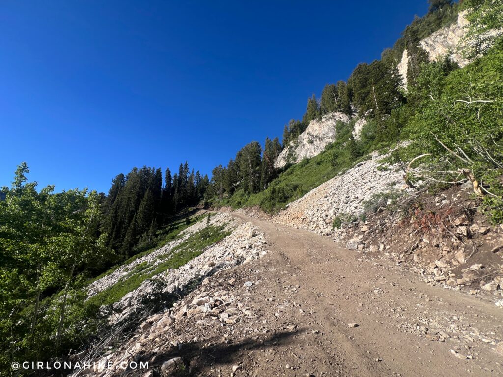 Connecting to the ski run on the Twin Lakes Trail near Solitude Utah