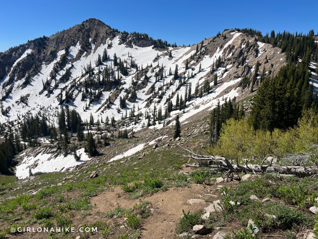Catherine Pass trail junction sign in Big Cottonwood Canyon Utah
