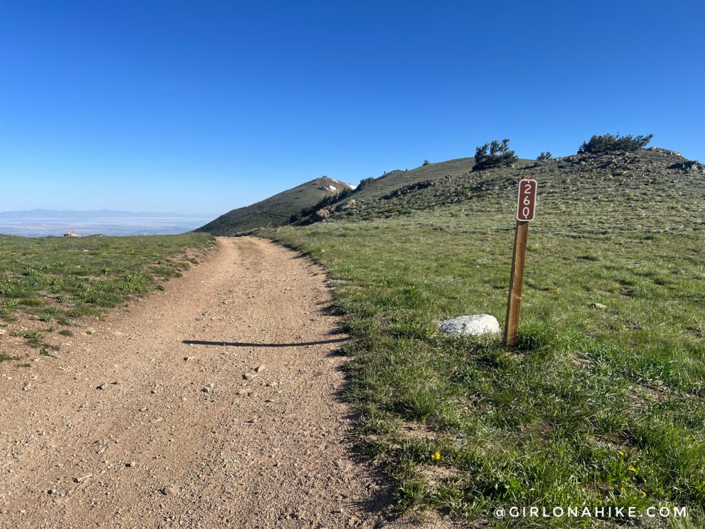FR206 trail junction between Francis Peak and Thurston Peak Utah